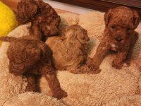 Toy Poodle Evde Bakılan Yavrular