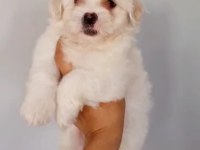 Erkek terrier