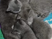 Kedi Kızımın İlk Yavruları Dişi British Longhair