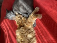 İki minnoş kedi birlikte acil yuva arıyor