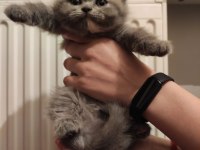 Gri scottish fold dişi ve erkek kedi