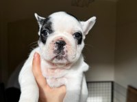 A kalite Orjinal French Bulldog Yavruları 50 Günlük