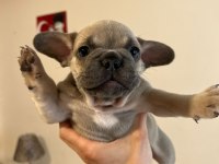 Erkek French Bulldog