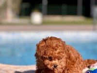 TEA CUP POODLE YAVRULARI