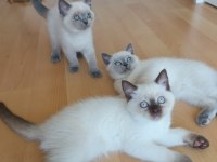Neşeli british shorthair patiler