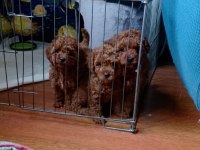 Toy poodle ev ortamından