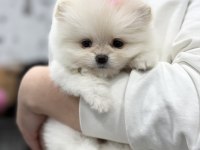 Bir avuç mutluluk pomeranian