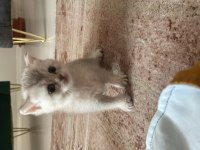 British shorthair yavrularımız hazır