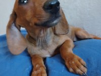 Kızıl Dachshund Yavrum