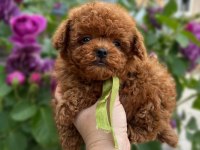 Türkiyenin En İyi Kore Toy Poodle Yavruları 