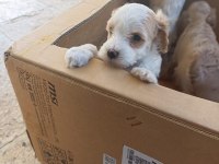 UYGUNA TERRİER KÖPEĞİMİZ