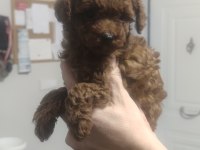 Kore kan toy poodle yavruları