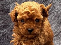 Hayallerinizdeki Toypoodle yavrularımız ruhsatlı çiftlik