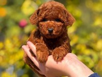2.5 aylık üst kalite toy poodle dişi yavrumuz