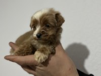 Poodle ayarında maltipoo
