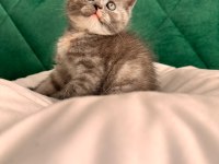 Blue point british longhair