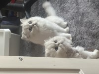 Pamuk prensle prenses british longhair