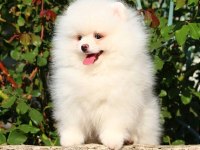 Karbeyaz Pomeranian Boo
