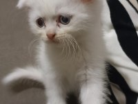 Scottish Fold 1 Buçuk Aylık