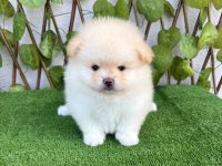 Pomeranian Boo Erkek