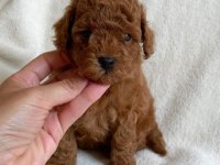 OYUNCAK BOY ERKEK DİŞİ POODLE BEBEKLERİM