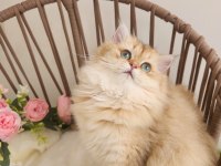 Golden British Longhair Güzeller Güzeli̇ Yavrular
