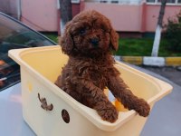 Redbrown Toy Poddle