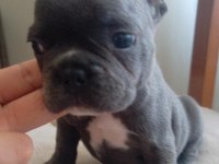 Blue French Bulldog yavrular
