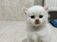 Safkan Beyaz 2 Adet Erkek British Longhair Yavrusu