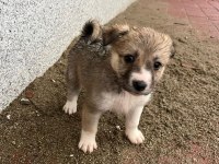 Kırma Husky