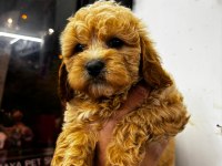 A Kalite Maltipoo Bebekler