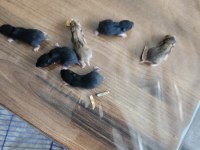 2 Mayıs ve 5 Mayıs hamsterlarımız sahiplendirilecektir