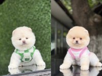 Ayıcık Surat Pomeranian Boo bebekler