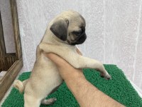 Pug Mops Yavrular Sıfır Burun Gül Kuyruk
