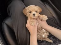 Irk Ve Sağlık Garantili Maltipoo Bebekler