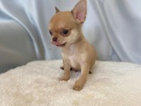 karamel chihuahua (şivava) kardeşler