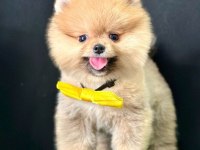 Safkan Pomeranian Boo Bebekler