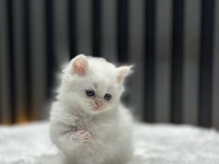 LONGHAİR BRİTİSH WHİTTE KAR BEYAZ MAVİ GÖZ