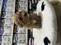 Irkının en güzel örnekleri Maltipoo bebekler