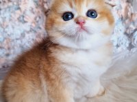 Top Kafa Golden Scottish Fold Shorthair 
