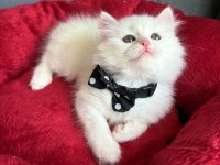 Kaliteli Yavru Arayanlara Özel British Longhair