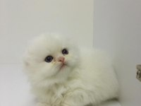 Scottish fold longhair dişi mavi gözlü