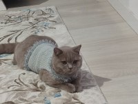 British shorthair erkek 7 aylık