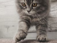 Pofuduk şivava kızım uysal aşırı güzel huylu