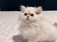Safkan British Longhair Dişi Bebek