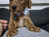 Toy Poodle Yavrular Tuvalet Eğitimli