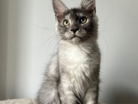 Black Silver Güzeli Ice Maine Coon