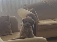 Poodle kızımızı sahiplendiriyoruz