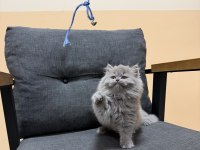 British Longhair Yavru Kedimiz