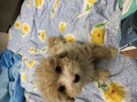 Maltipoo yavru